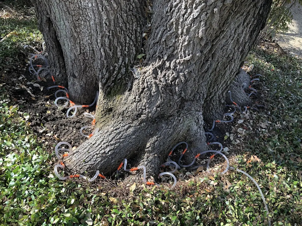 Detailed Tree Cabling and Bracing job site in Batesville