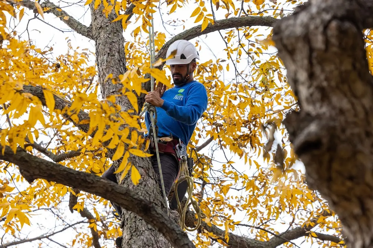 Skilled Tree Transplanting crew working in Batesville